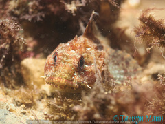 Taurulus bubalis