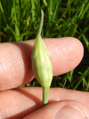 Allium unifolium