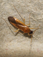 Phylus melanocephalus