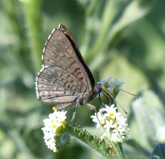 Exoplisia myrtis