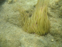 Anemonia viridis