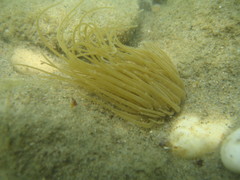 Anemonia viridis