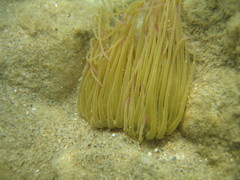 Anemonia viridis