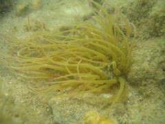 Anemonia viridis