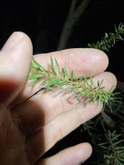 Melaleuca sieberi
