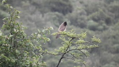 Pycnonotus barbatus layardi