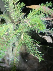 Melaleuca sieberi