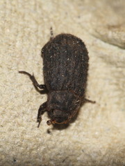 Trox scaber