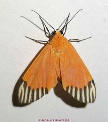 Uranophora walkeri