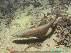 Pollachius pollachius