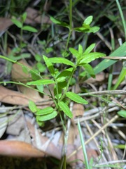 Gonocarpus chinensis