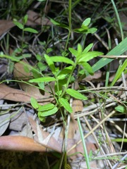 Gonocarpus chinensis
