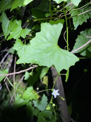 Zehneria cunninghamii