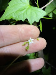 Zehneria cunninghamii