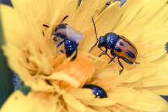 Cryptocephalus rugicollis