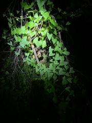 Zehneria cunninghamii