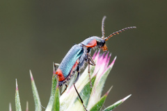 Clanoptilus marginellus