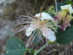 Capparis spinosa