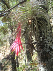 Tillandsia erubescens