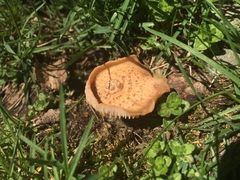 Bonomyces