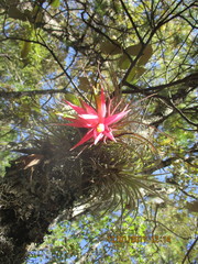 Tillandsia erubescens