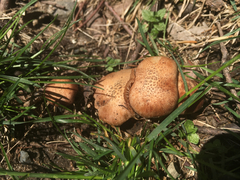Bonomyces