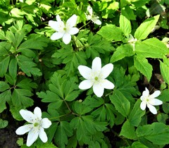 Anemonoides nemorosa