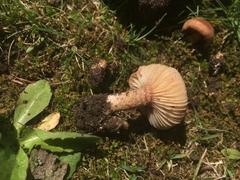 Bonomyces