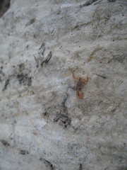 Aegaeobuthus gibbosus