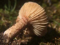 Bonomyces