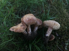 Bonomyces