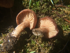 Bonomyces
