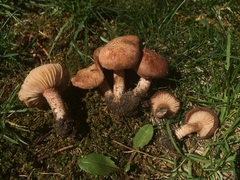 Bonomyces