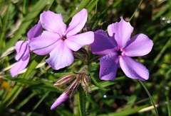 Phlox pilosa