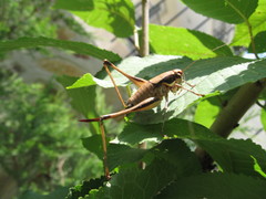 Eupholidoptera smyrnensis