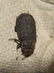 Trox scaber