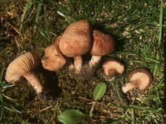 Bonomyces