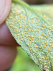 Uromyces ari-triphylli