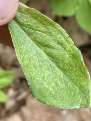 Uromyces ari-triphylli