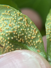 Uromyces ari-triphylli