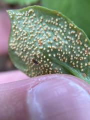 Uromyces ari-triphylli