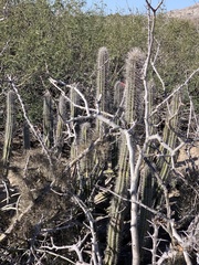 Lophocereus gatesii