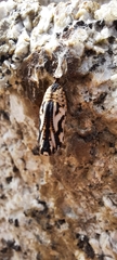 Euphydryas aurinia