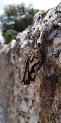 Euphydryas aurinia