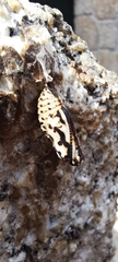 Euphydryas aurinia