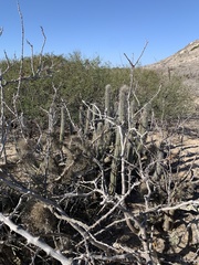 Lophocereus gatesii