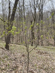 Dirca palustris