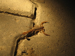 Aegaeobuthus gibbosus