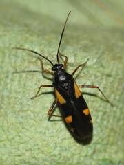 Dryophilocoris flavoquadrimaculatus