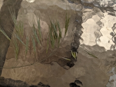 Bromus sterilis